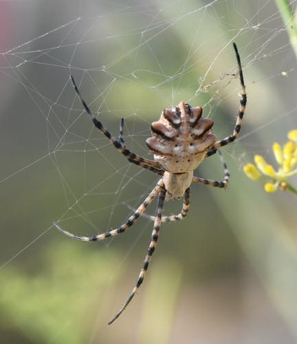 Réf. 236 216 : Argiope lobata